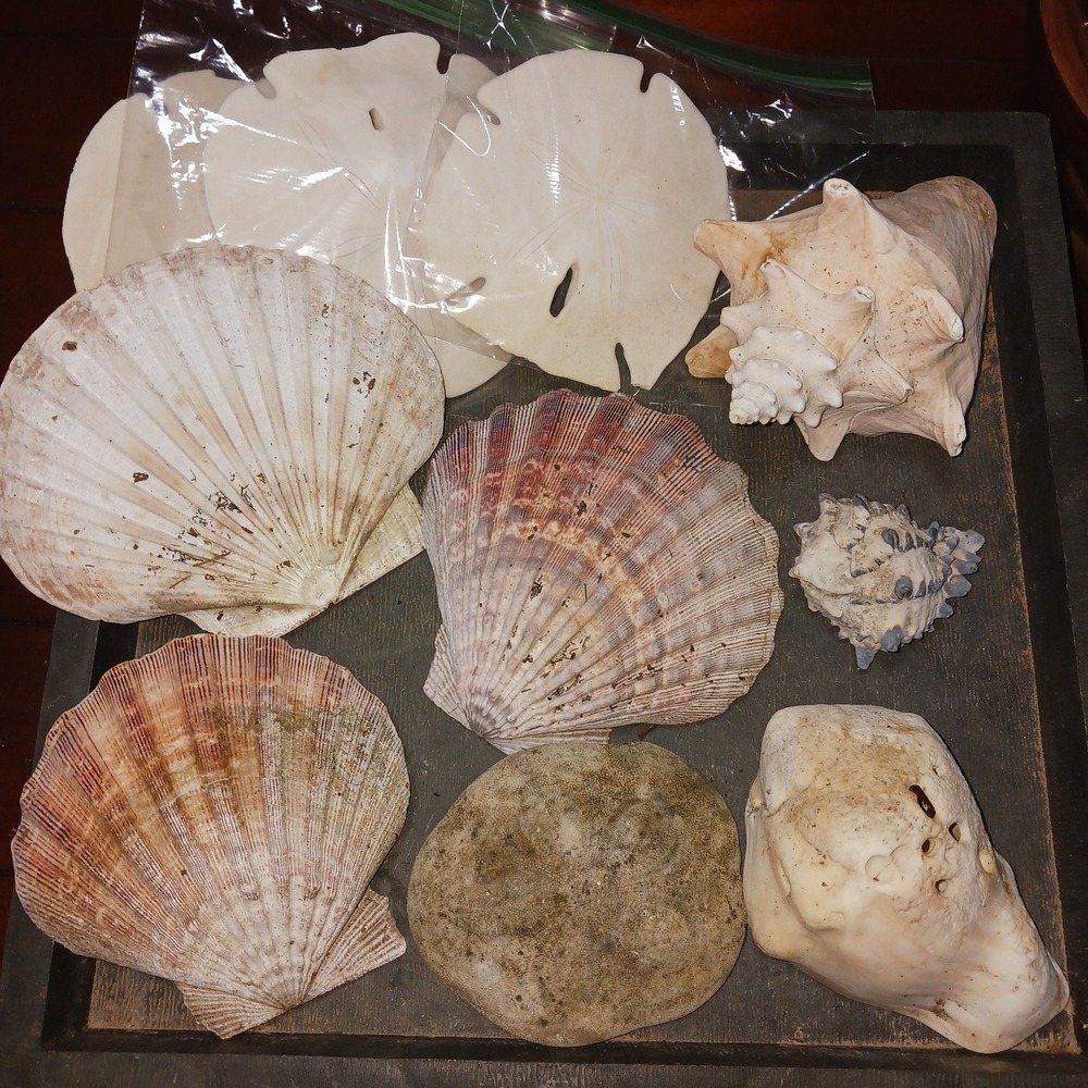 Natural Seashell Collection Sand Dollar Conch Clam Shells Oddities Craft Supply